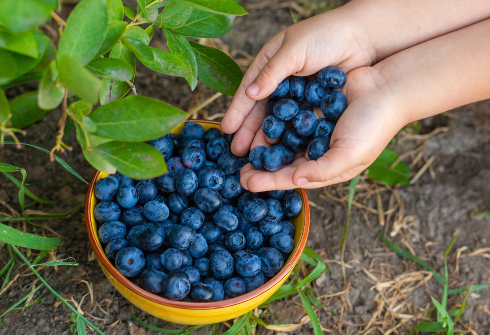Miseczka ze świeżymi borówkami